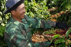 Sản lượng giảm, giá cà phê dự báo sẽ tiếp tục tăng cao