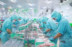 Nỗ lực phục hồi và phát triển ngành công nghiệp