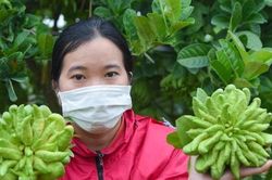 Làng trồng quả 'bàn tay Phật' lớn nhất miền Bắc tất bật vào vụ Tết Giáp Thìn