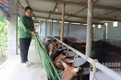 Cho vay chuyển đổi nghề theo Nghị định 28: Tạo đà để hộ nghèo vươn lên