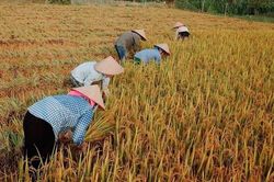 Giá gạo Việt lập đỉnh mới, đạt 663 USD/tấn