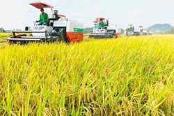 Xuất khẩu gạo năm 2023 dự kiến đạt 8 triệu tấn