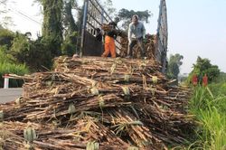 Công ty TNHH Mía đường Nghệ An (NASU) thu mua mía với giá 1,17 triệu đồng/tấn
