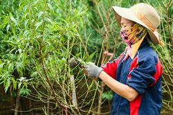 Đào Nhật Tân bắt đầu 'thay áo' để đón Tết Nguyên đán 2024