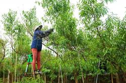 Đào Nhật Tân vào mùa 'xuống lá', người dân làm việc hết công suất