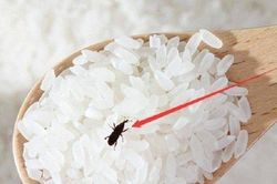 Đặt thứ này vào thùng gạo, đảm bảo để cả năm không lo mối mọt