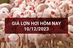 Giá lợn hơi ngày 10/12: Đứng giá phiên cuối tuần