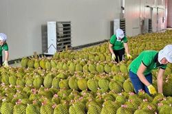 Xuất khẩu nông sản: Nắm bắt cơ hội mở rộng thị trường