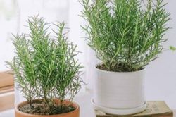 Mẹo hay giúp không gian nhà bạn ngập tràn hương thơm thảo mộc