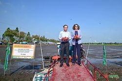 Đề án 1 triệu héc-ta lúa chất lượng cao: Gia tăng giá trị hạt gạo