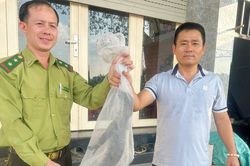 Người dân bàn giao con kỳ đà quý hiếm 3,5kg cho kiểm lâm