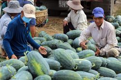 Ký kết Nghị định thư xuất khẩu dưa hấu tươi Việt Nam sang Trung Quốc