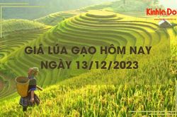 Giá lúa gạo hôm nay 13/12/2023: Thị trường lặng sóng