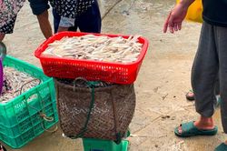 Hà Tĩnh: Ngư dân trúng đậm cá cơm đầu mùa