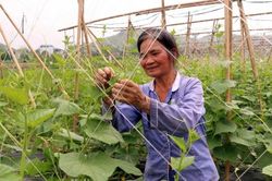 Tuyên Quang chú trọng phát triển sản xuất liên kết theo chuỗi giá trị vùng đồng bào dân tộc thiểu số