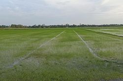 Phát triển chuỗi giá trị lúa gạo Việt Nam trách nhiệm và bền vững