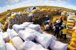 Philippines là thị trường xuất khẩu gạo số 1 của Việt Nam