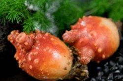 Loài động vật 'ngu ngốc' nhất thế giới lớn lên và ăn não của chính mình, biến thành thực vật và tiếp tục sống