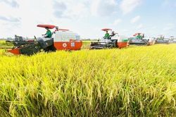 Cơ hội lớn từ đề án 1 triệu hecta lúa chất lượng cao vùng ĐBSCL