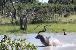 CLIP: Chó hoang bị 'dần tơi tả' vì thủy chiến với linh dương Kudu