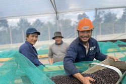 Áp lực nguồn cung, giá cà phê xuất khẩu tiếp tục tăng vọt gần 3,9%
