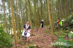 Tân An 'mù lử gia tuờ'