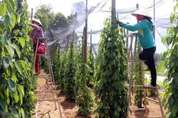 Giá tiêu hôm nay 13/12: Tiếp tục tăng, tiến sát mốc 80.000 đồng/kg