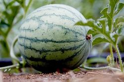 Quả dưa hấu phải đáp ứng điều kiện gì để xuất khẩu chính ngạch sang Trung Quốc?