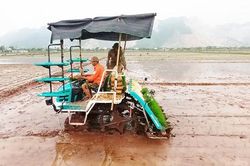 Người trồng lúa ở Hà Nam 'kiếm tiền nhàn tênh' nhờ bỏ cấy bằng tay, chuyển sang cấy máy