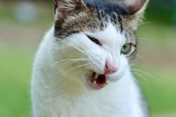 Được án treo vì ở nhà còn nuôi mèo