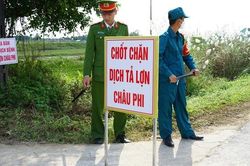 Dịch tả lợn châu Phi chưa hạ nhiệt, các tỉnh Miền trung cấp bách phòng chống