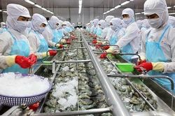 Thị trường Australia ngày càng ưa chuộng tôm Việt Nam