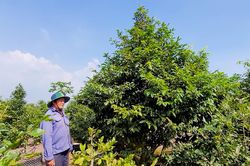 Cận Tết, chủ vườn mai thấp thỏm vì giá giảm gần nửa nhưng thương lái biệt tăm