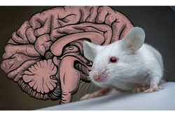 Giới khoa học lần đầu công bố bản đồ hoàn chỉnh tế bào não của động vật có vú