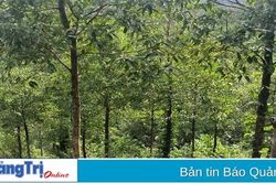 Hướng Hóa: Thu hồi 71 giấy chứng nhận quyền sử dụng đất do cấp chồng lên đất đã cho thuê