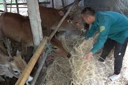 Đề phòng rét đậm, rét hại vùng núi