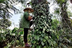 Giá tiêu hôm nay 14/12: Cán mốc 80.000 đồng/kg, tiêu trắng xuất khẩu tăng giá mạnh