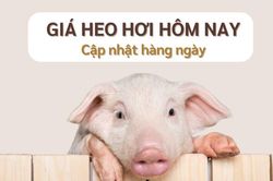 Giá heo hơi hôm nay 14/12: Tăng giảm trái chiều 1.000 - 2.000 đồng/kg