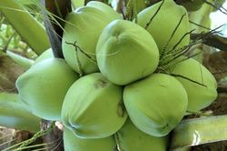 Trung Quốc xem xét mở cửa cho nhiều mặt hàng nông sản Việt Nam