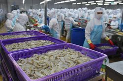 Tôm Việt ngày càng được ưa chuộng tại thị trường Australia