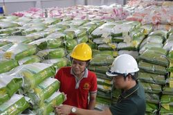 Giá gạo xuất khẩu tăng 40%