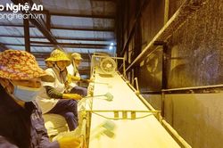 Công ty cổ phần Mía đường Sông Con vào vụ ép, thu mua mía gần 1,1 triệu đồng/tấn