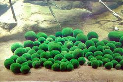 Biến đổi khí hậu tác động đến Marimo - những quả bóng rêu độc đáo của Nhật Bản