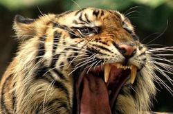 Người ta thường nói '30 như sói, 40 như hổ' có nghĩa là gì? Kinh nghiệm người xưa để lại luôn luôn có lý