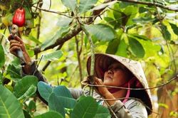 Nhiều gia đình ở Bình Phước hết nghèo nhờ tham gia 'ngôi nhà' HTX