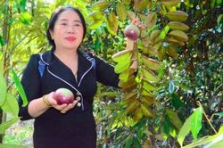Câu lạc bộ nông dân tỷ phú tạo sức kéo mạnh trong giảm nghèo ở Bến Tre