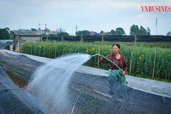 Vượt khó ở làng hoa Tây Tựu