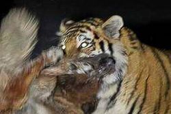 Hổ Siberia tấn công chó, chủ lần theo dấu vết lãnh cái kết thảm khốc