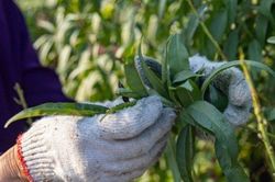 Nghề lạ: 'Vặt lá trả tiền' vào dịp gần Tết, thu nhập gần nửa triệu đồng/ngày