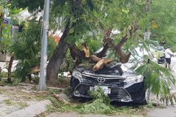 Gió mùa đông bắc tràn về mạnh làm gãy cây đè ô tô, lốc thổi tung mái tôn nhà dân